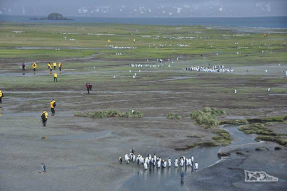 Passageiros do Sea Spirit caminham pela planície de Salisbury Plain, na Geórgia do Sul